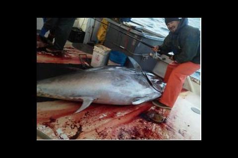 A giant bluefin caught in the Central Atlantic